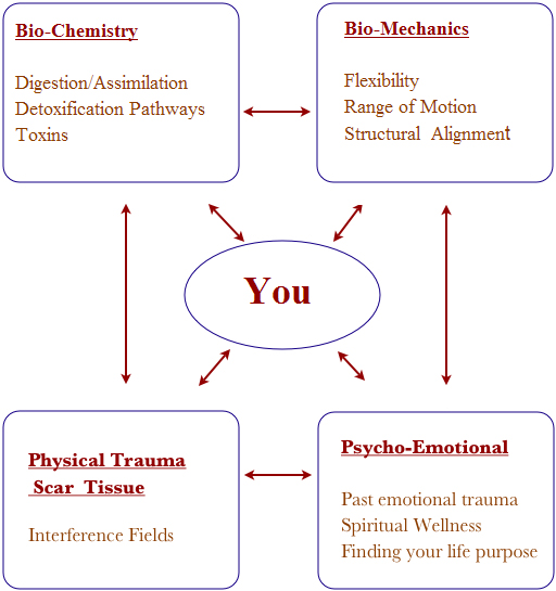 Wellness Model